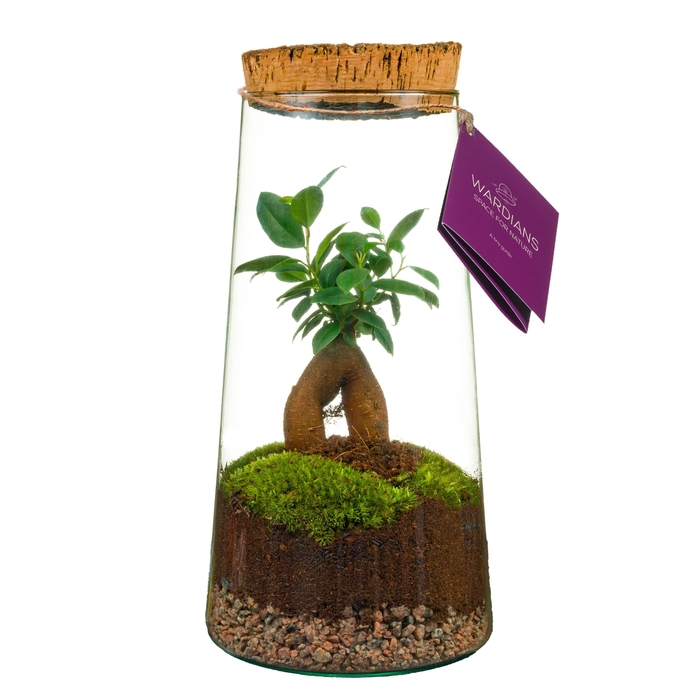 <h4>Wardians Terrarium - Triton</h4>