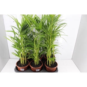 PALMEIRA ARECA BAMBU P17