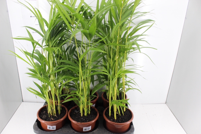 PALMEIRA ARECA BAMBU P17