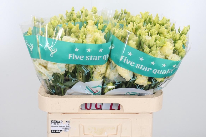 <h4>Eus G Alissa Yellow</h4>