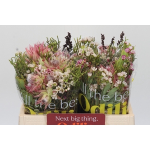 BQ Blushing Bride Medium