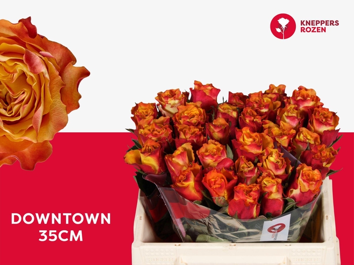 <h4>R GR DOWNTOWN!</h4>