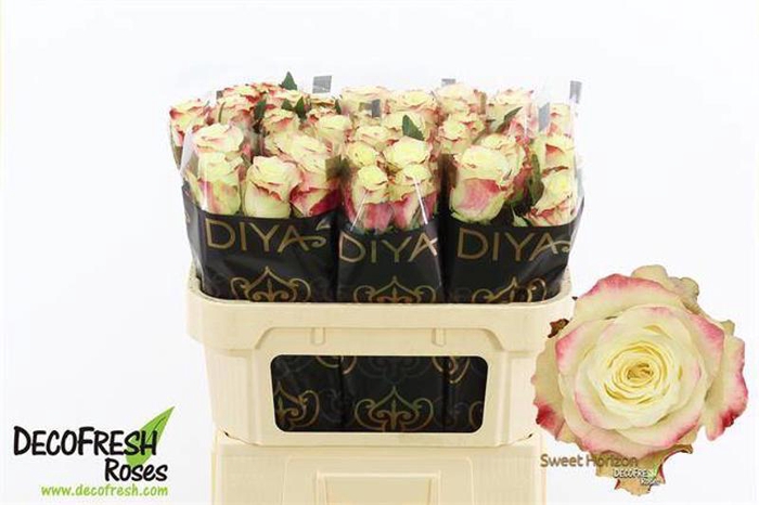 <h4>R Gr Sweet Horizon Diya</h4>