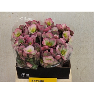 HELL FRK DOROTH DAWN