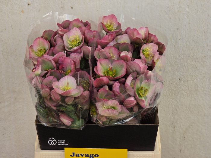 <h4>HELL FRK DOROTH DAWN</h4>