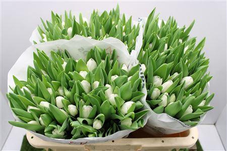 <h4>Tu En Royal Virgin</h4>