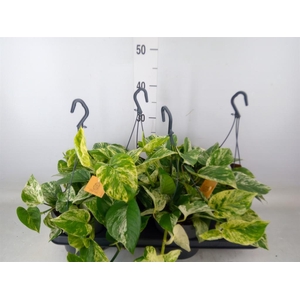 Epipremnum pinn. 'Marble Queen'