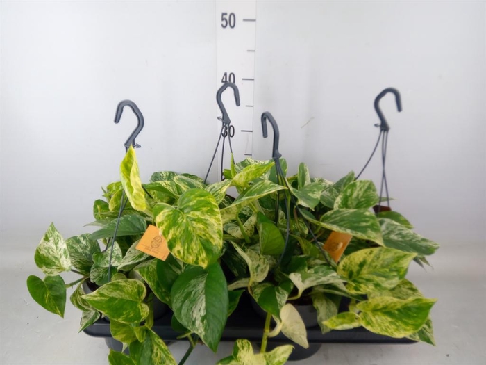 <h4>Epipremnum pinn. 'Marble Queen'</h4>