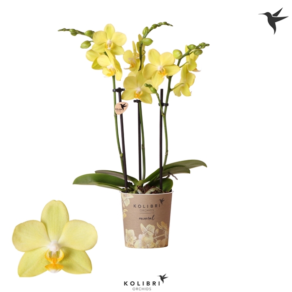 <h4>Phalaenopsis Multifloratypes Anthura La Paz</h4>