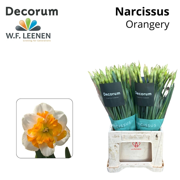 <h4>NARC ORANGERY 566 Water</h4>