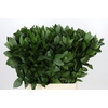 Ruscus aculeatus   ...groot blad