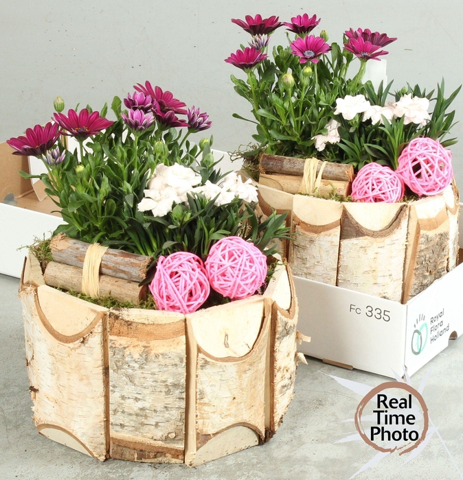 <h4>ARR TUINPLANTEN</h4>