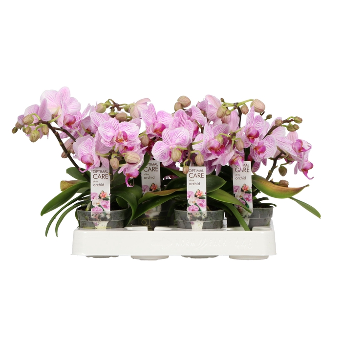 <h4>Phal Candy 2 Spike</h4>