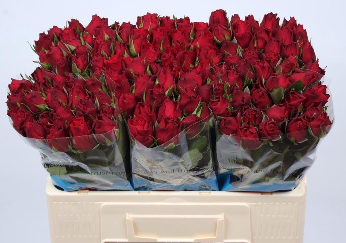 <h4>R GR UPPER CLASS</h4>