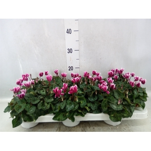 Cyclamen KL 'Snowridge Mini'