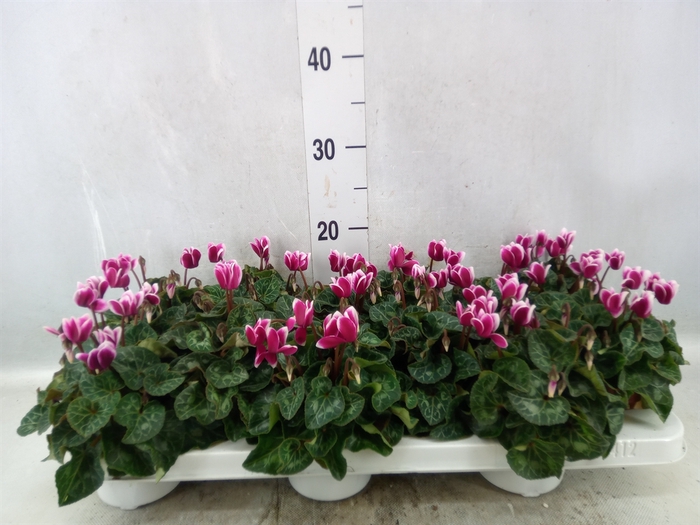 Cyclamen KL 'Snowridge Mini'