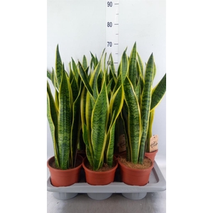 Sansevieria trifa. 'Laurentii'