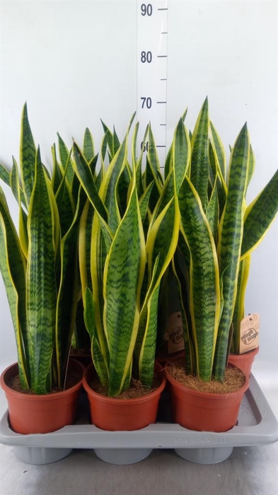 <h4>Sansevieria trifa. 'Laurentii'</h4>