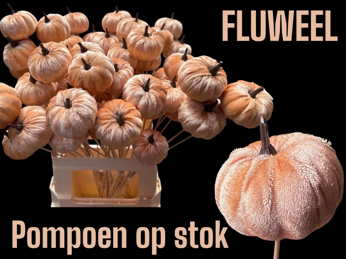 <h4>HUIS EN TUINDECO H%</h4>