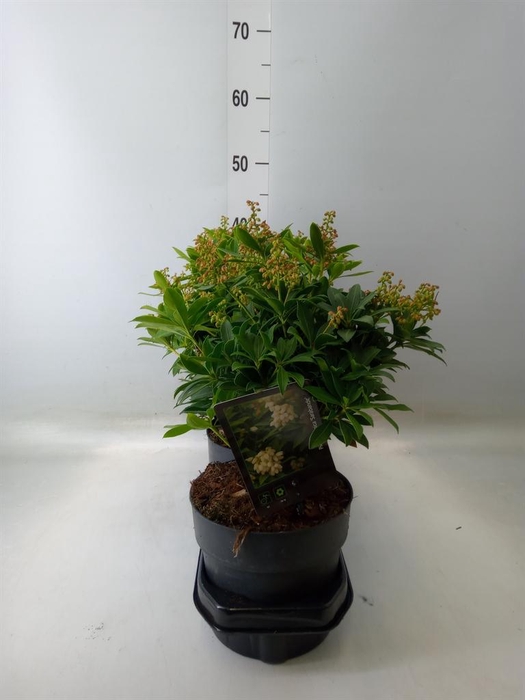 <h4>Pieris japonica 'Sarabande'</h4>