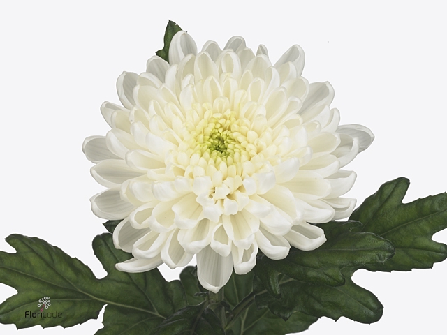 CHR G ROSSANO WHITE