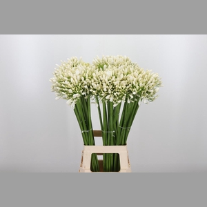 Agapanthus Meoni