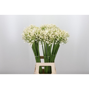 Agapanthus Meoni