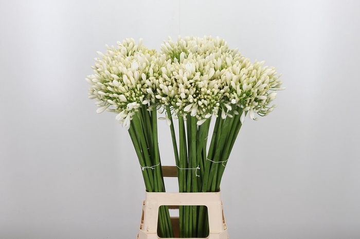 <h4>Agapanthus Meoni</h4>