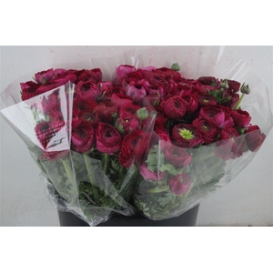 Ran Elegance Hot Pink