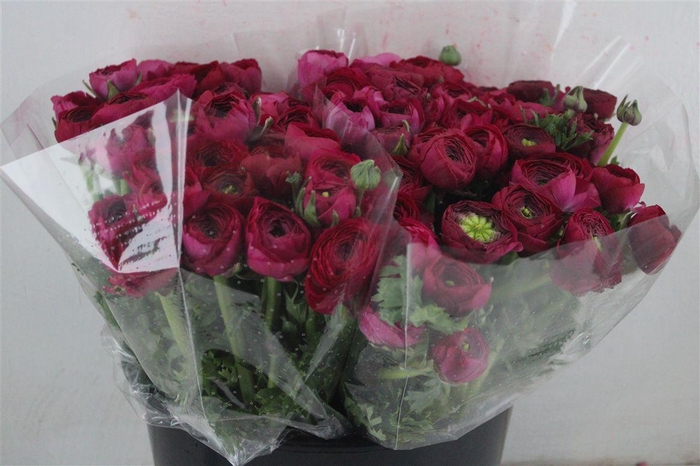 <h4>Ran Elegance Hot Pink</h4>