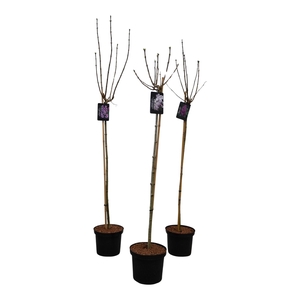 Syringa vulgaris Mix 120ST