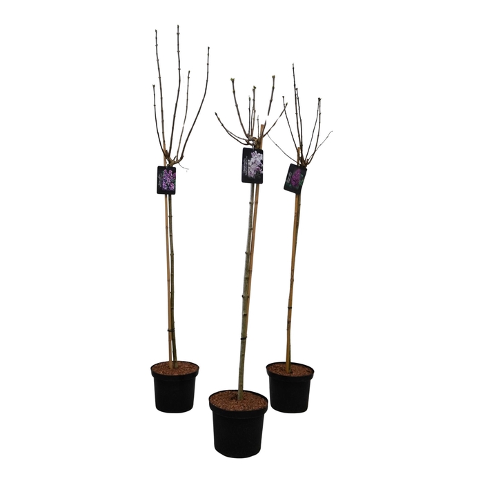 <h4>Syringa vulgaris Mix 120ST</h4>