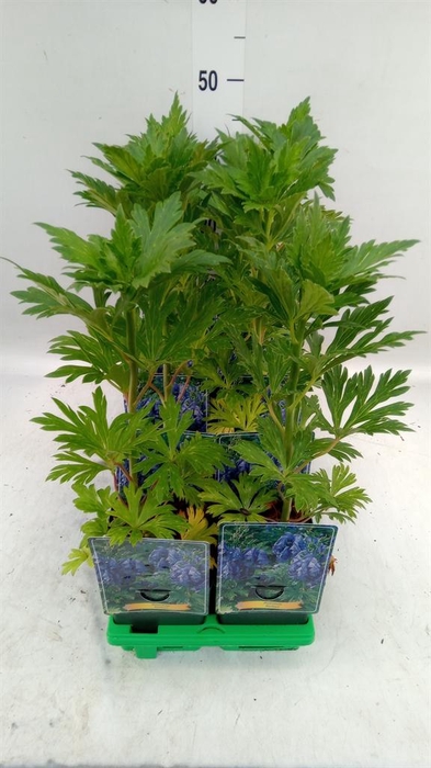 <h4>Aconitum   ...</h4>