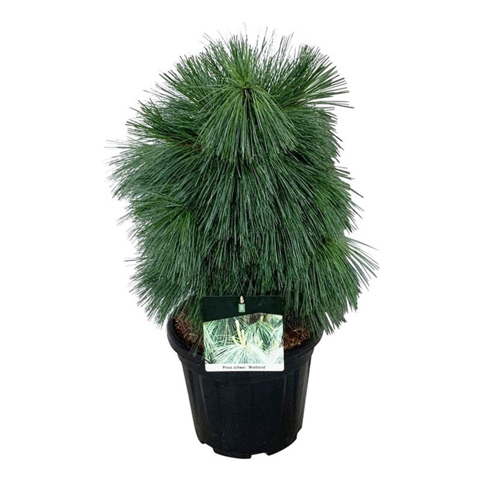 <h4>Pinus schwerinii 'Wiethorst'</h4>