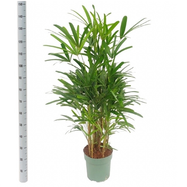 <h4>Rhapis Excelsa</h4>