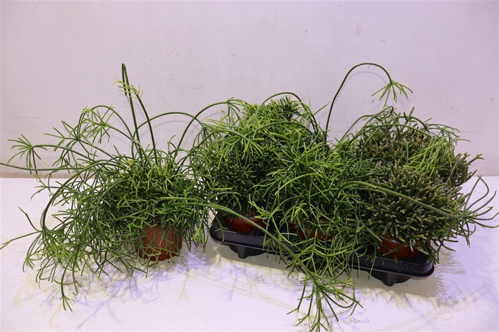 <h4>Rhipsalis Gem</h4>