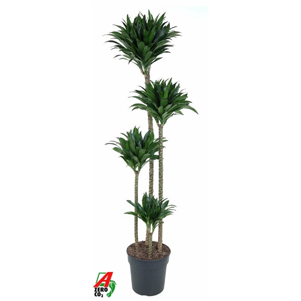 <h4>Dracaena Compacta 120-90-60-30</h4>