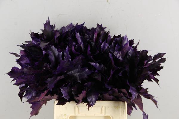 <h4>Quercus Aubergine</h4>