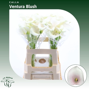 Calla Ventura Blush