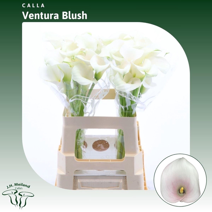 <h4>Calla Ventura Blush</h4>