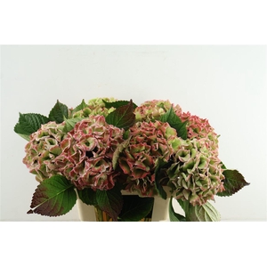 Hydr M. Cl. Royal Love 60-18