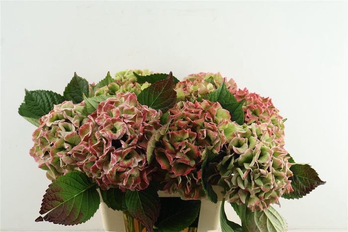 <h4>Hydr M. Cl. Royal Love 60-18</h4>