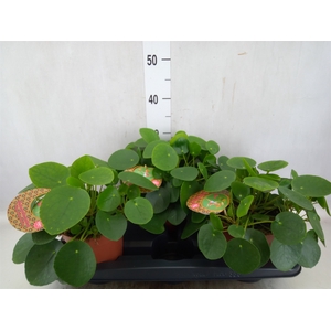 Pilea peperomoides