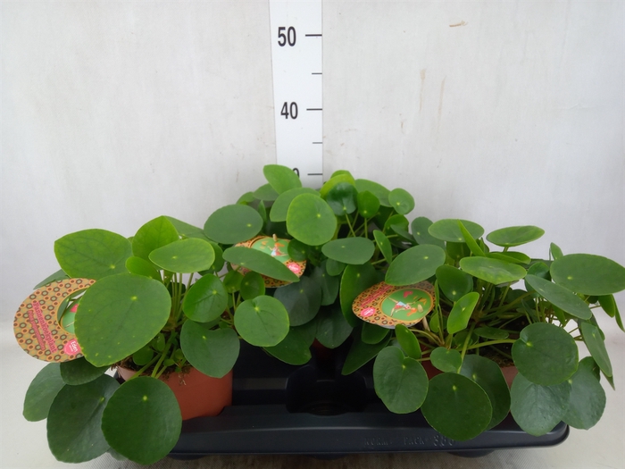 <h4>Pilea peperomoides</h4>