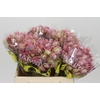 Blushing Bride Pink 6/9 Flowers