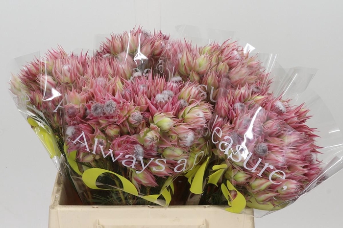 <h4>Blushing Bride Pink 6/9 Flowers</h4>