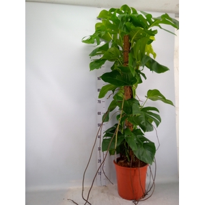 Monstera pertusum