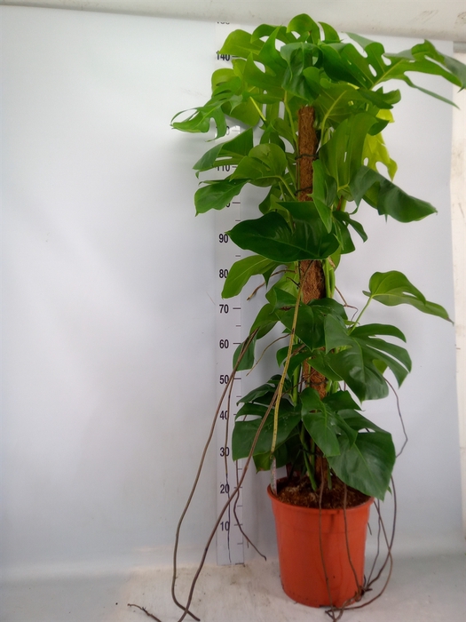 <h4>Monstera pertusum</h4>