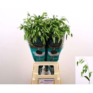 CHASMANTH LAT MANTIS