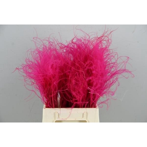 Df Stypha 40cm Bs Cerise